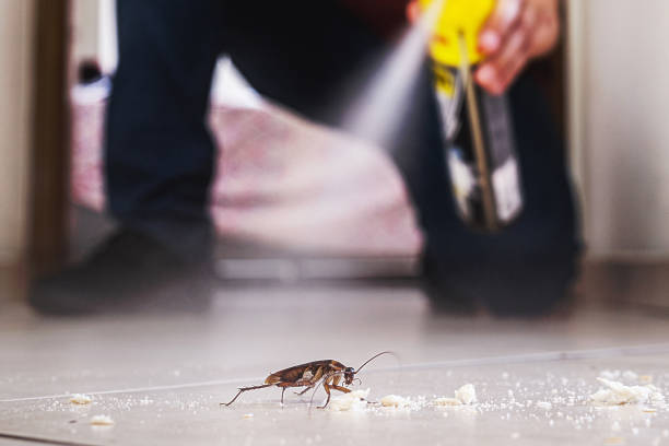 Best Pest Control for Homes  in USA